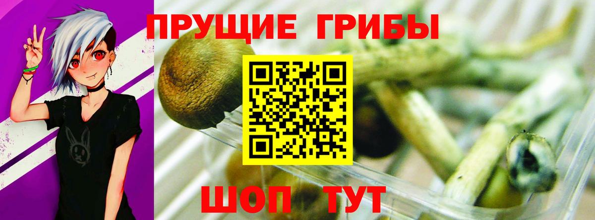Моздок  закладка  Вход с VPN  Галлюциногенные грибы Cubensis 